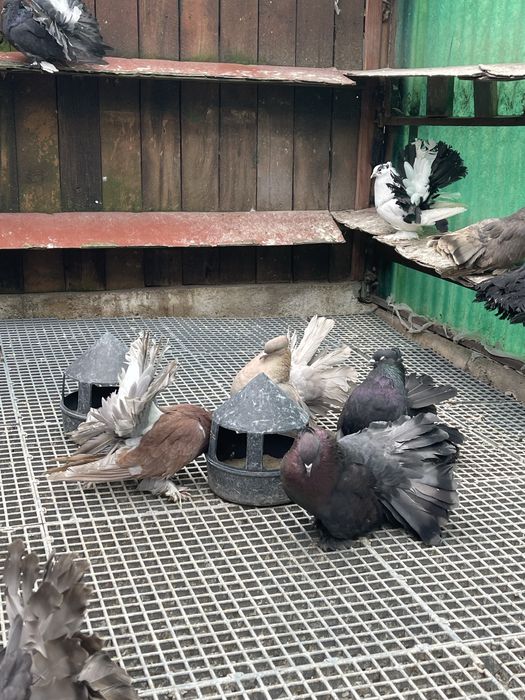 Porumbei Voltat Indian!