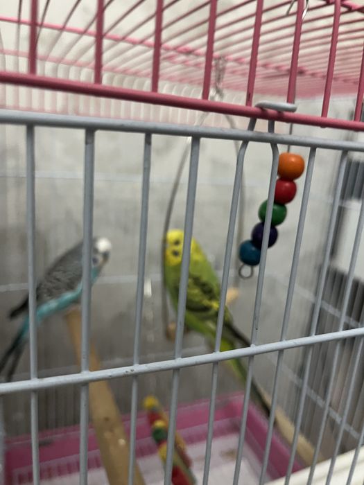 Клетка большая для попугаев