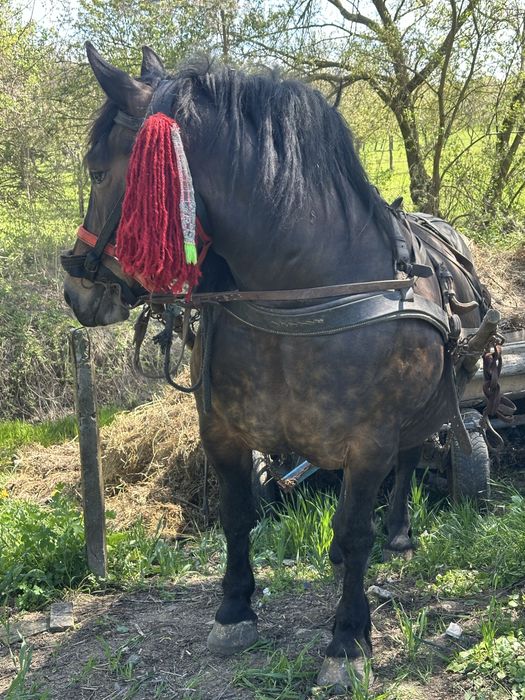 Iapa 6 ani gestanta foarte blanda si garantata de ham ‼️