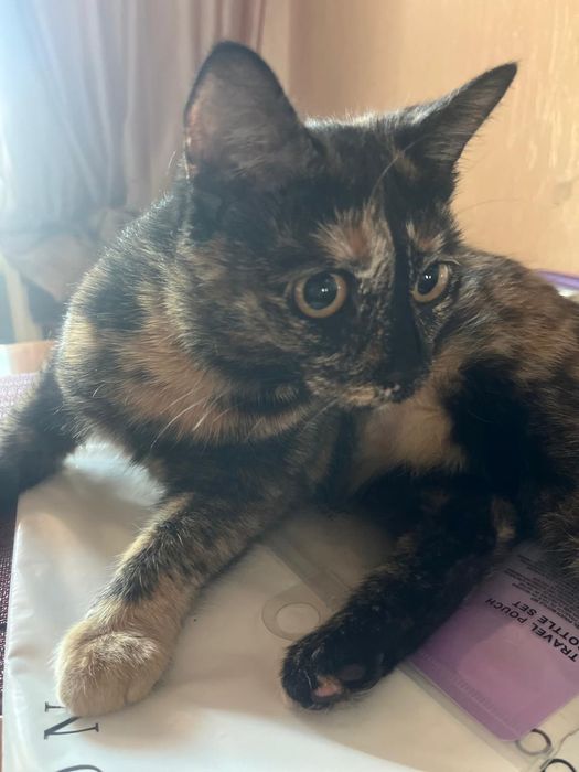 Отдам кошку в добрые руки