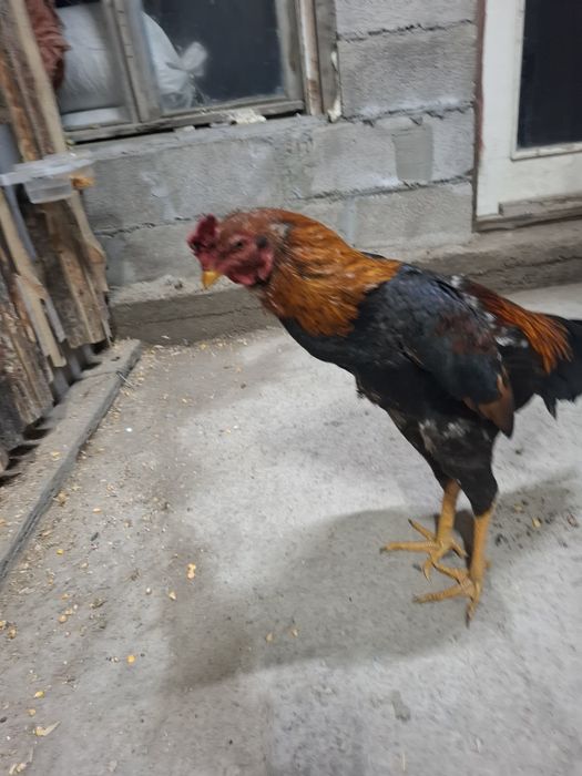 Продам петухов жужики