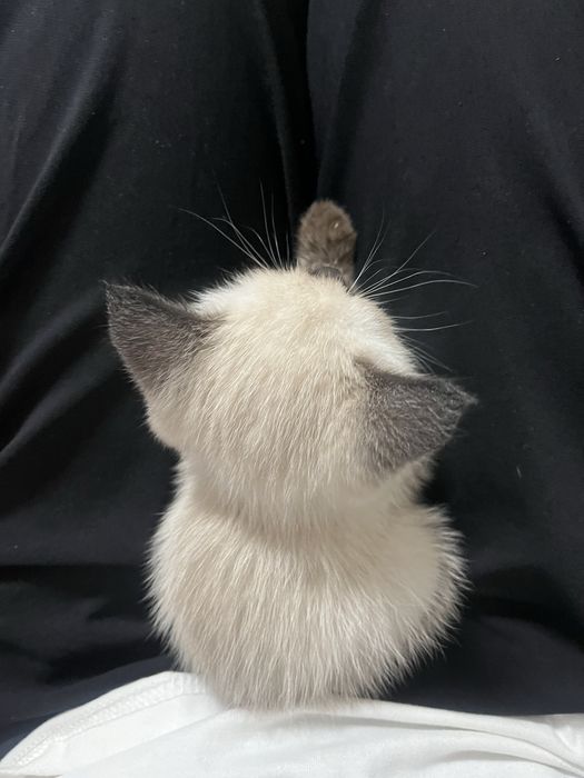 Сиамская кошка девочка