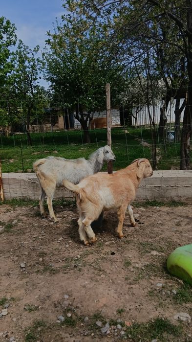 Козы Байтал асыл тукым