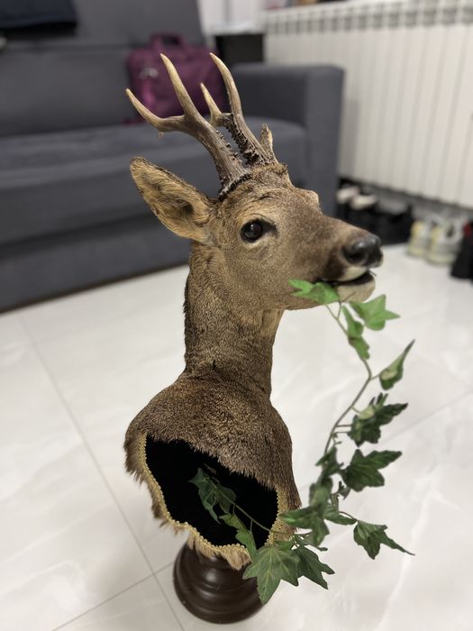 Bust caprior de vanzare