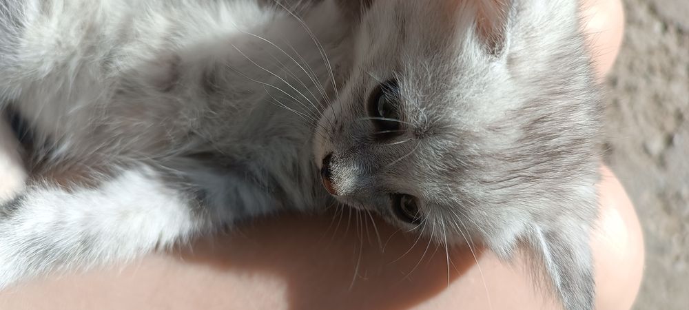 Котята породистые