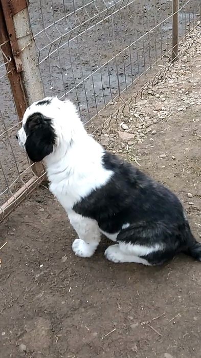 Femelă de Asia Centrala