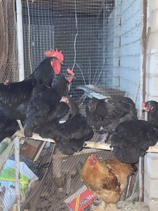 Qora shaxzoda tuxumlari