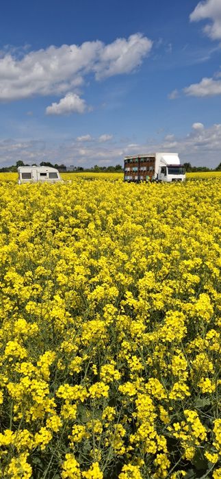 Vând miere de albine