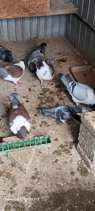 DISPONIBILI  se dau toți 4 Perechi  .mai am și 2 perechi Turturele