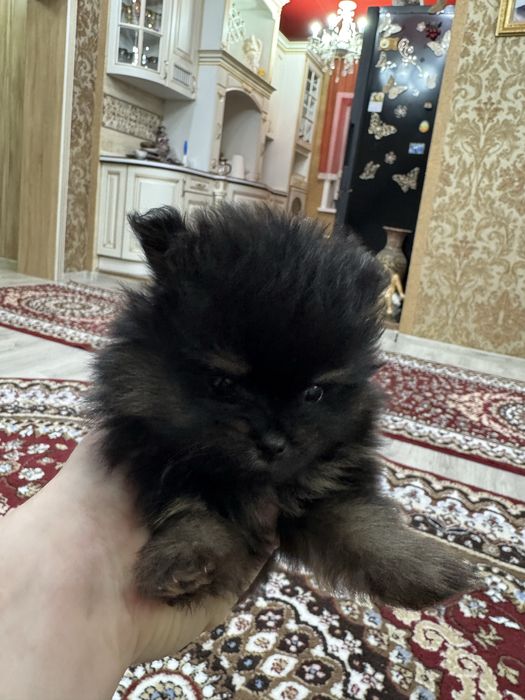 Продаи щенят померанского шпица