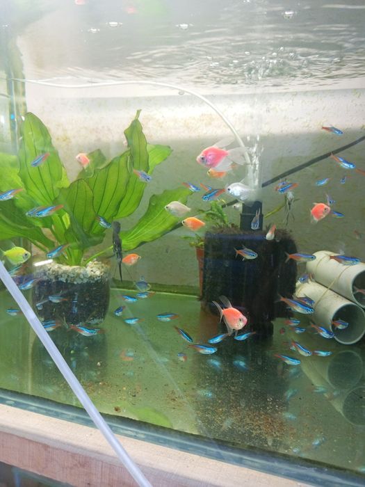 Продаются рыбки для аквариума