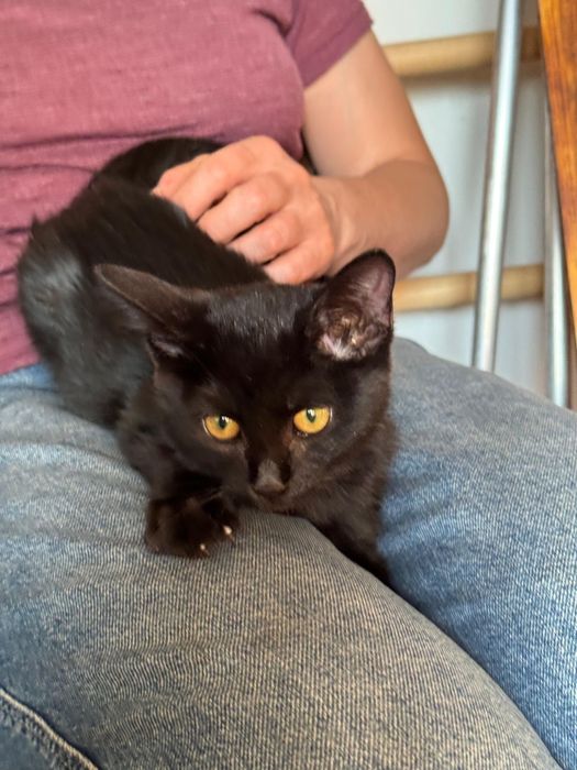 Котёнок в добрые руки