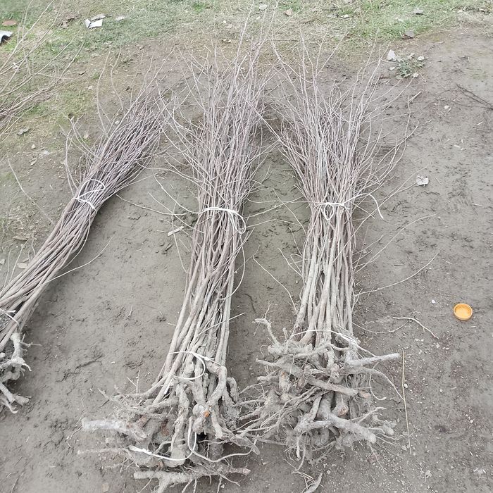 Achchiq gilos koʻchatlari yashil makon loyihasi uchun