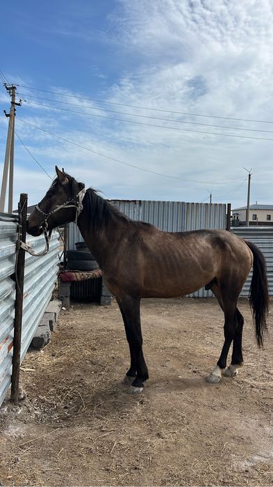 Айғыр сатылады Шәшубайда