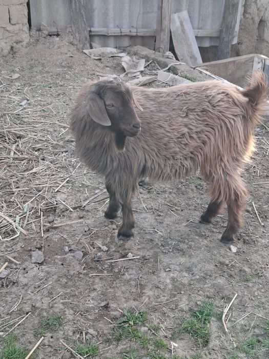 Сатылады Текелер