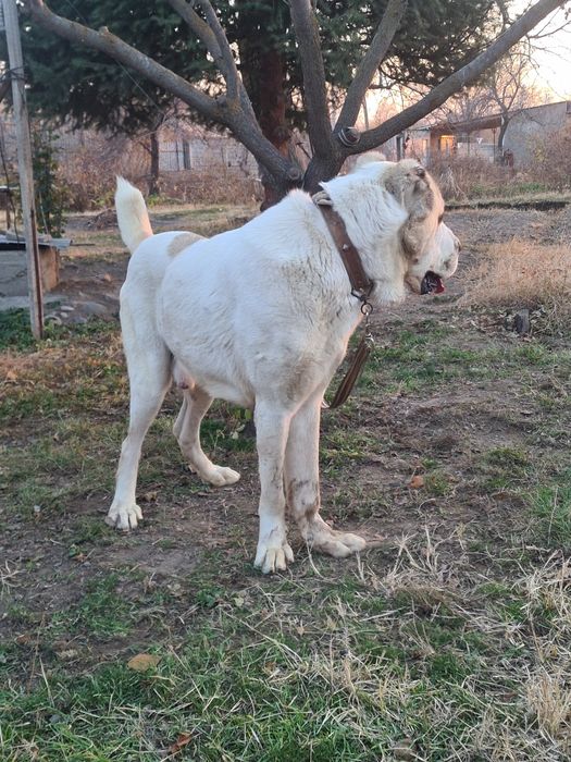 Продам алабай кабель