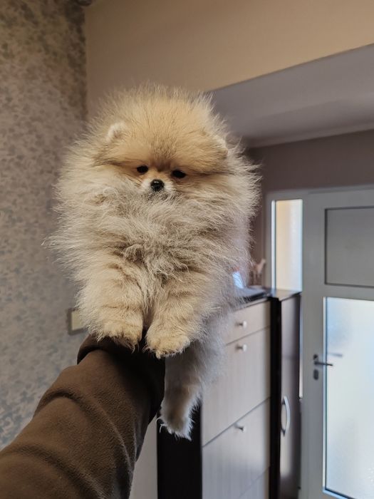 Померан мини  мъжки