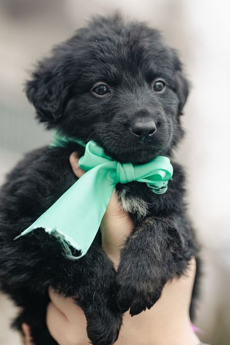 Щенки в поиске дома