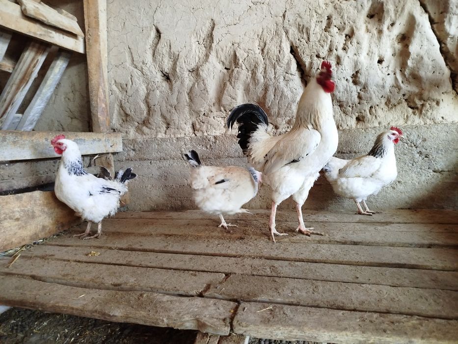 Тауық сатылады  5000 нан штугы