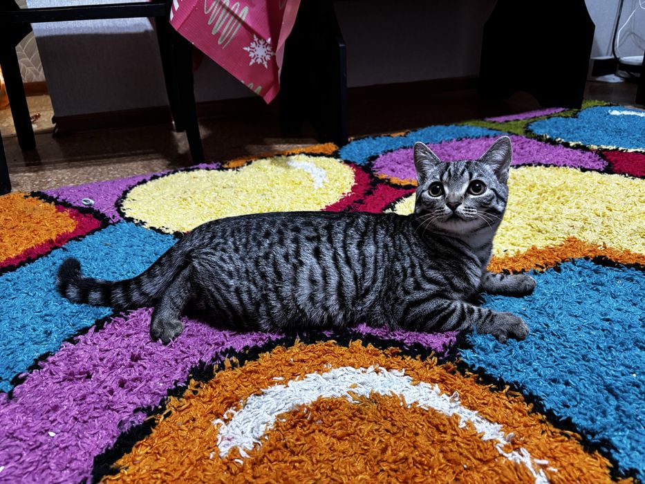 Котёнок мальчик ищет дом