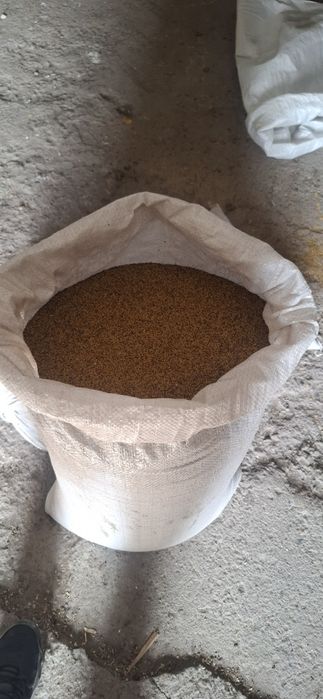 Продам семена Люцерны Экспорцета