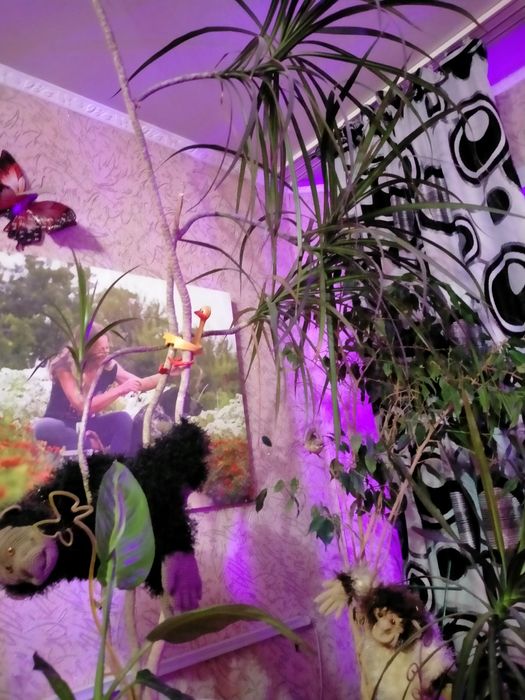 Продам алоэ вера