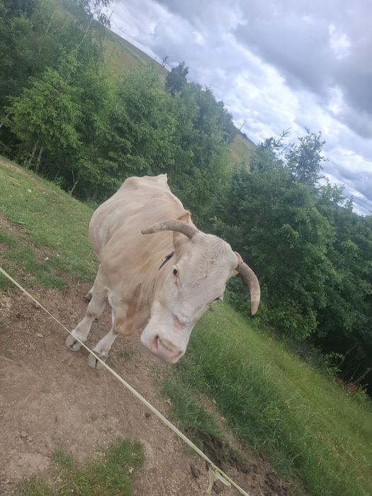 Vând vacă bălțată