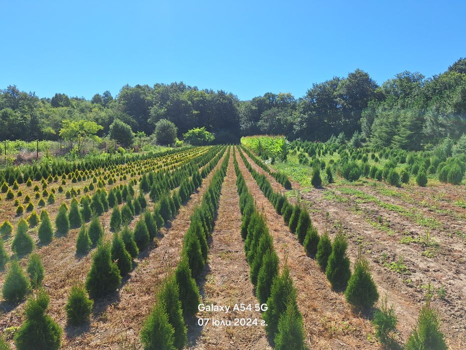 Западна туя Smaragd Пролетна промоция