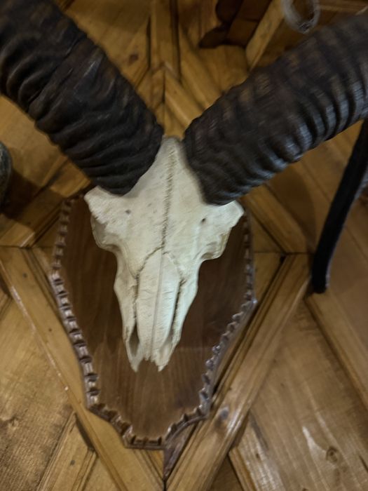 Ловни трофеи  на супер цени