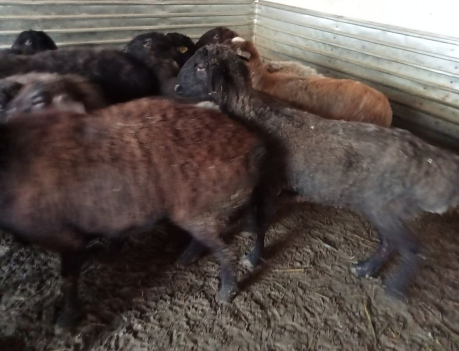 Кои токты козылы кои