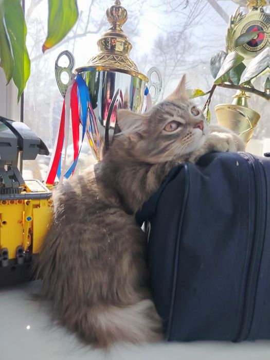 Подарю в заботливые руки