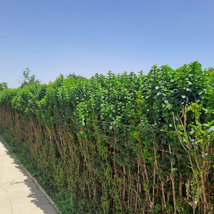 Живая изгород бирючина