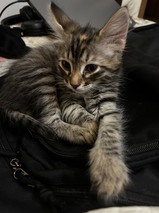 котенка 2 девочки
