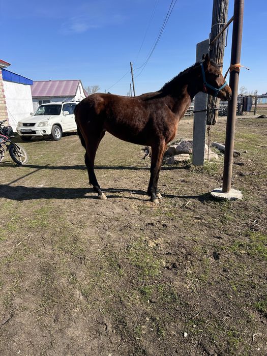 Чистокровный кобылка