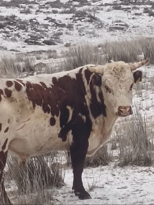 Бука сатам. Симентал