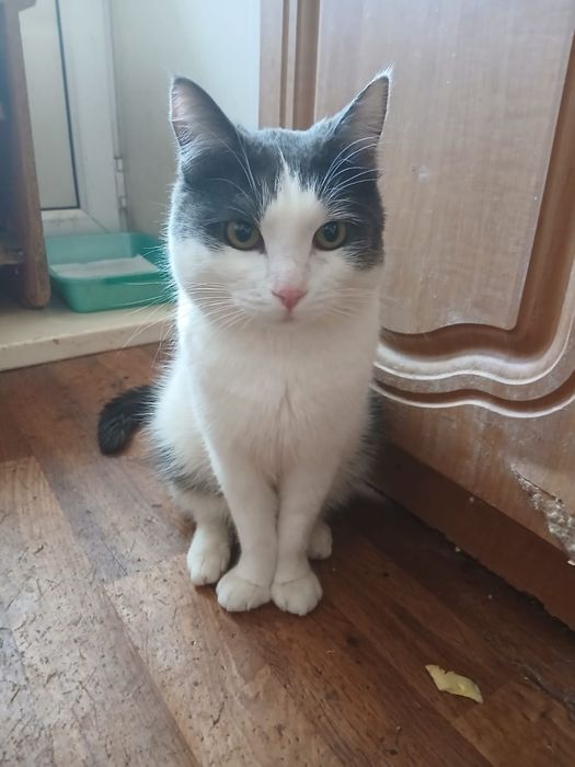 Отдам кота Тихона