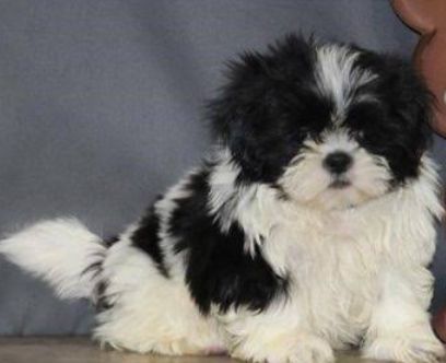 Shih tzu talie mica  750 lei