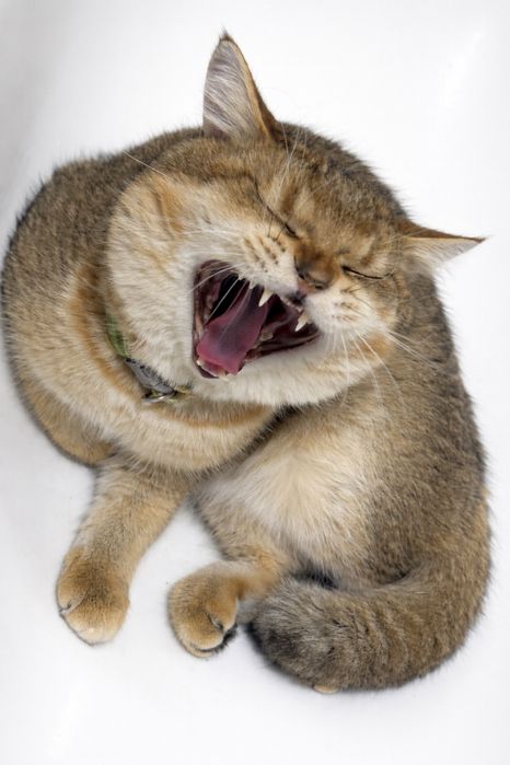 Кот на вязку - британская золотая шиншилла