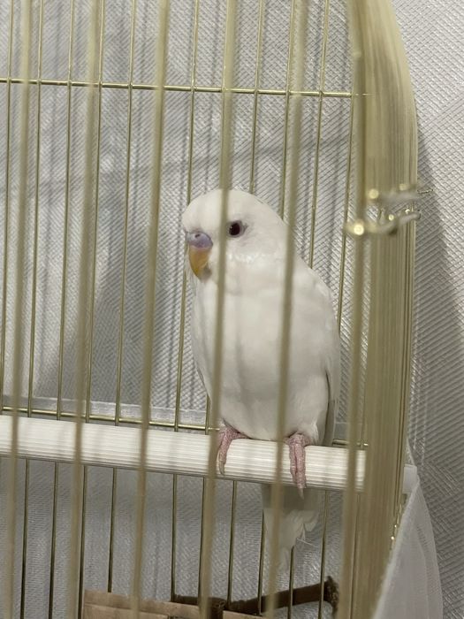 Попугай девочка 3 месяца