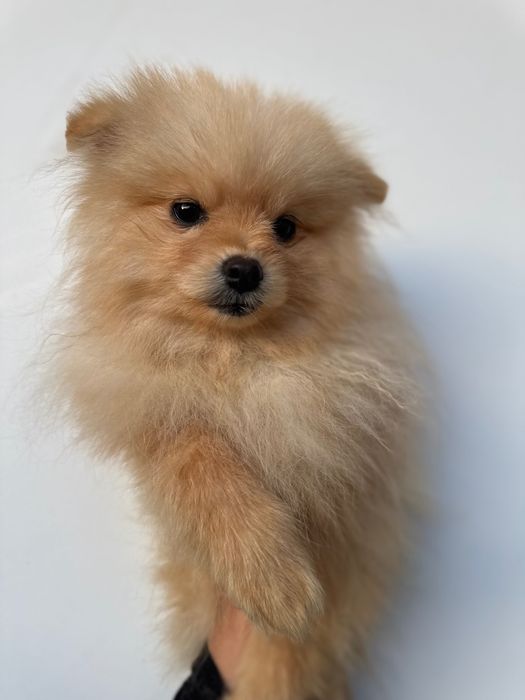 Немски шпиц мъжки