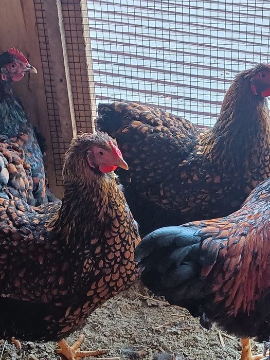 Vând oua incubat wiandotte gsg