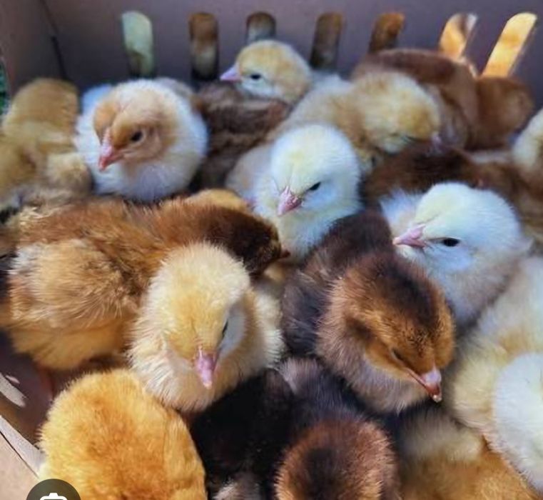 Vând pui găină curte