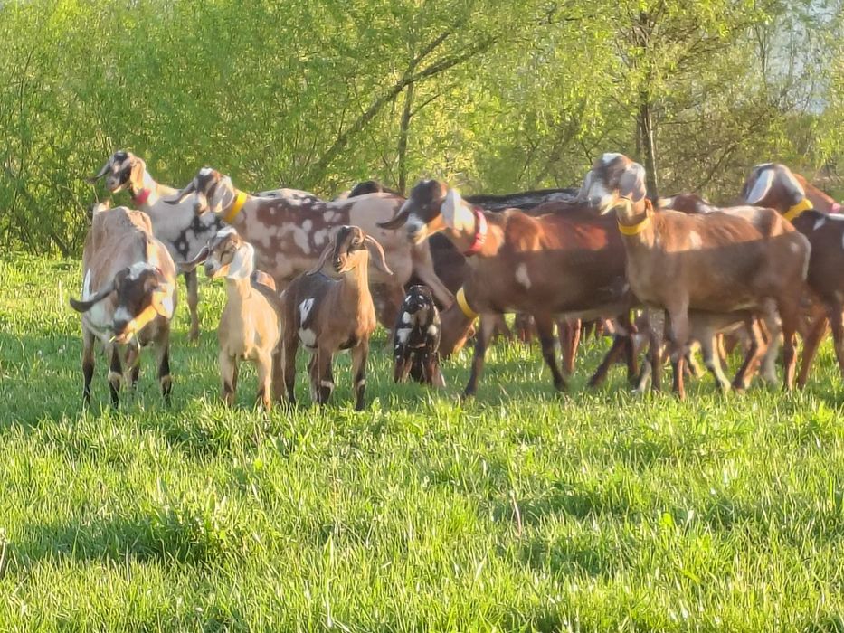 Iezi Anglo Nubian  masculi și femele