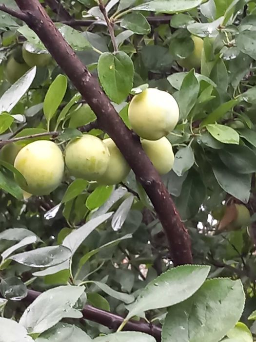 Vand prune galbene