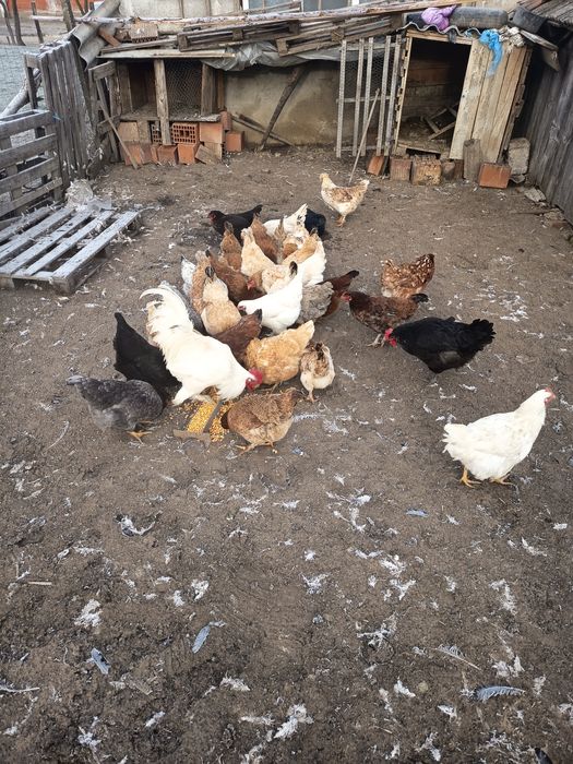 De vânzare găini de casa