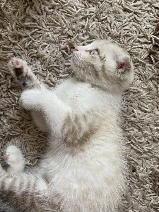 Кошка вислоухая 2 месяцев