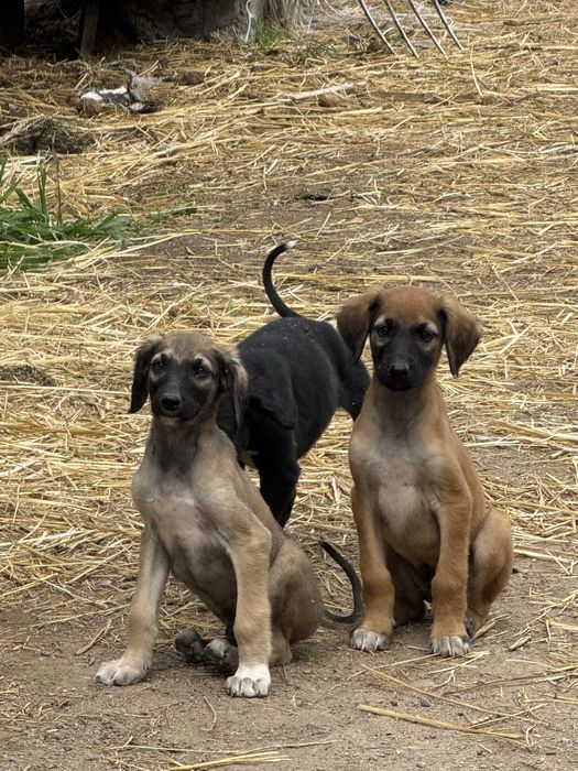Тазы күшіктер сатылады
