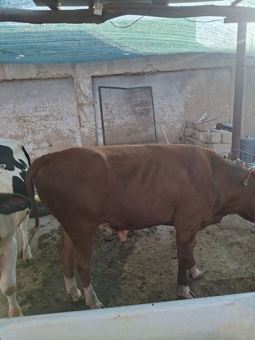 Buqalar sotiladi