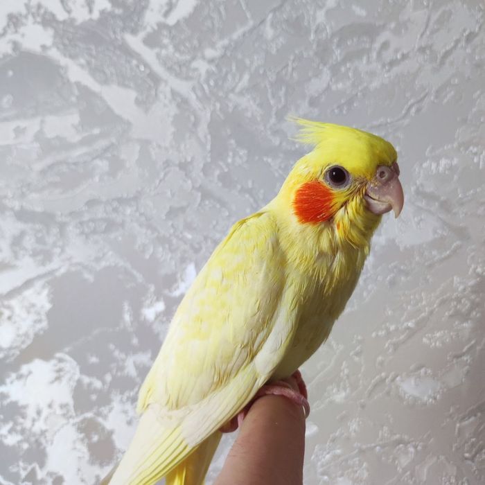 Karella ruchnoy sotiladi