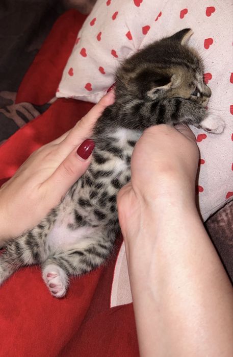 Британский котёнок